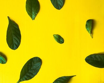 Full frame shot of yellow leaves