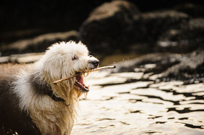 Old english sheepdog carrying stick in river