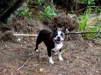 Close-up of dog standing on field