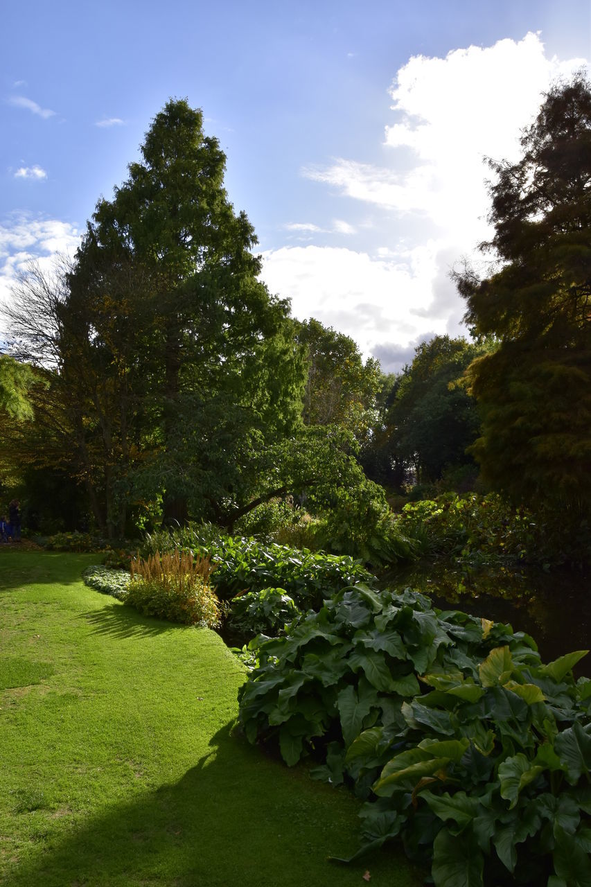 TREES GROWING IN GARDEN