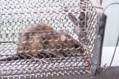 High angle view of a lizard in cage