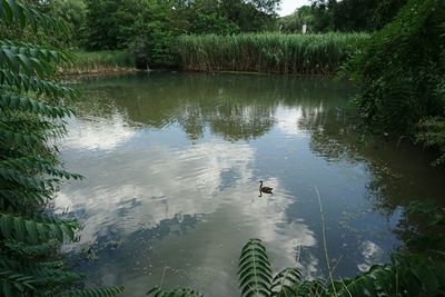 Ducks in calm lake