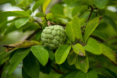 Close-up of fruits growing on plant