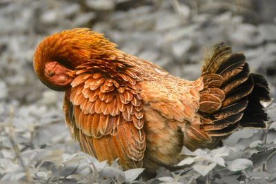 Close-up of bird