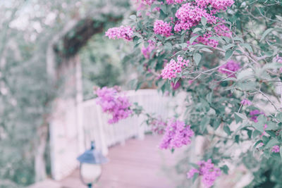 Close-up of pink flowering plants in park