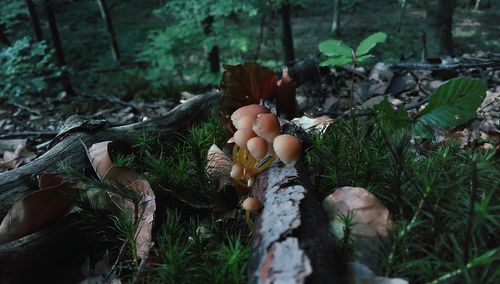 Close-up of mushrooms growing on field