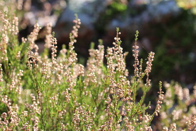 Close-up of flowering plants on land