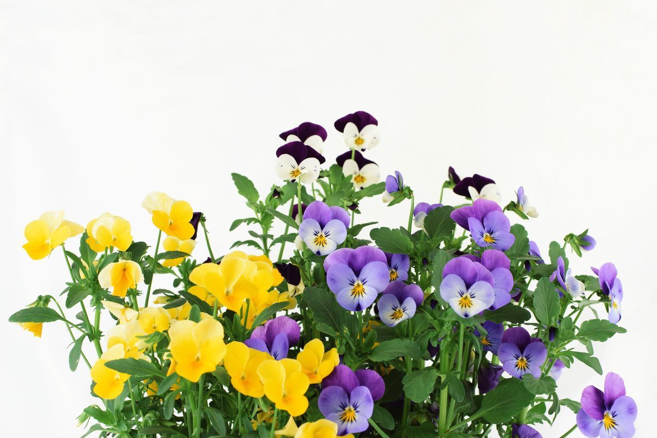 CLOSE-UP OF FLOWERING PLANT AGAINST WHITE BACKGROUND