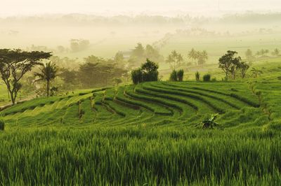 Scenic view of rice field