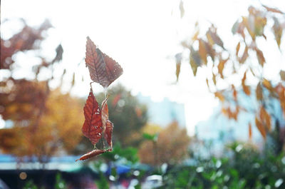 Close-up of maple leaves on branch against sky