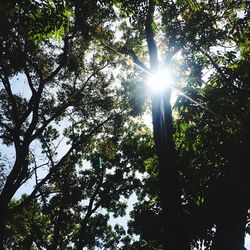 Sun shining through trees