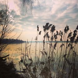 Silhouette plants against sky during sunset