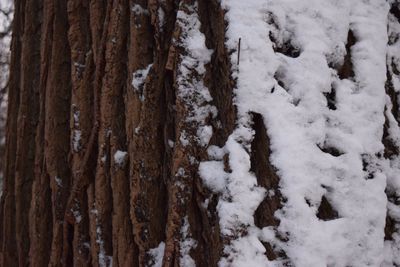 Snow covered trees