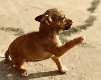 Portrait of a dog looking away