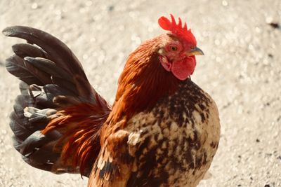 Close-up of rooster