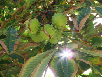 Low angle view of sunlight streaming through tree