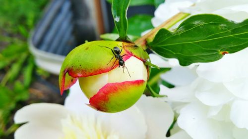 Close-up of insect on flower