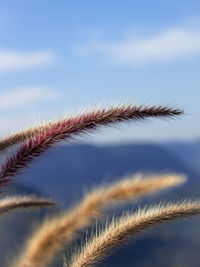 Low angle view of plant against sky