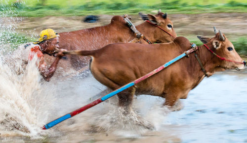 Horses in a river