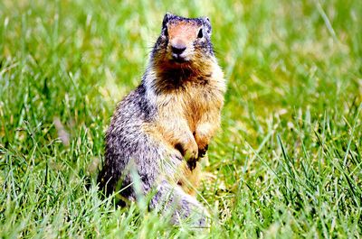 Squirrel on grassy field looking at camera