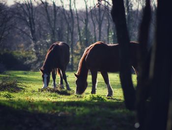 Horses grazing in a field