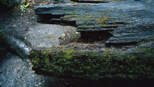 Close-up of moss growing on rock in forest