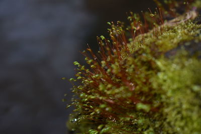 Close-up of wet flowering plant