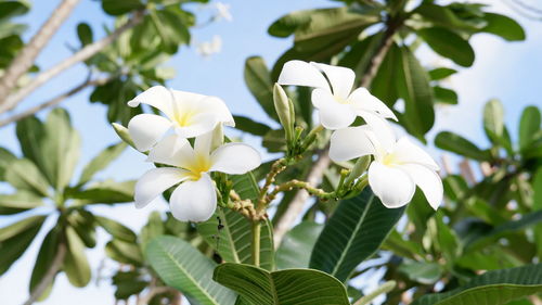 Close-up of white flowering plant