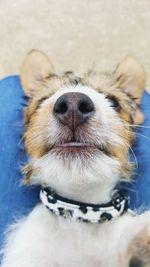 Close-up portrait of dog