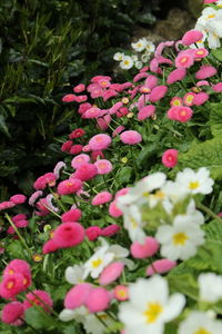 Close-up of pink flowers blooming outdoors