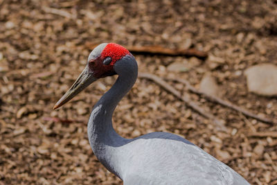 Close-up of bird on field