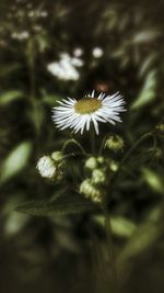 Close-up of white daisy blooming outdoors