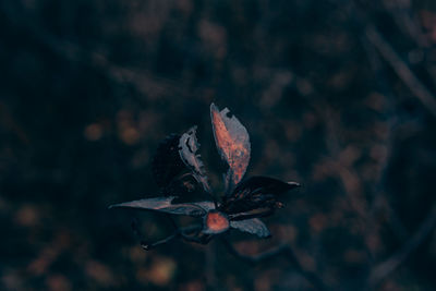 Close-up of wilted flower plant