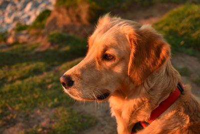 Close-up of dog looking away on field