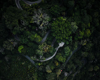 High angle view of trees in forest