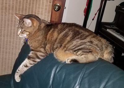 Cat sitting on floor