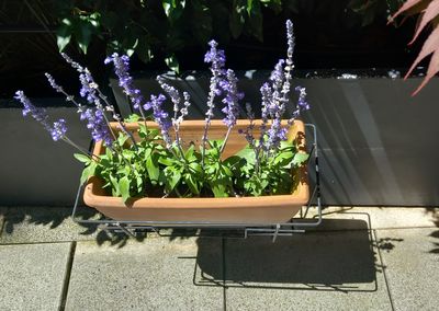 plant