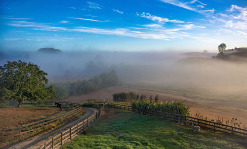 Scenic view over foggy fields in the morning