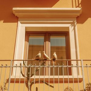 Low angle view of bird perching on building