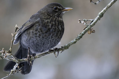 Close-up on a female blackbird. the picture is taken in sweden during winter.