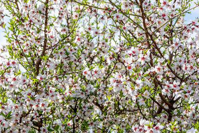 Close-up of pink cherry blossoms in spring