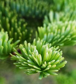 Close-up of flowering plant