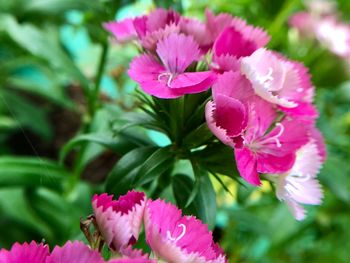 Close-up of pink flowering plant