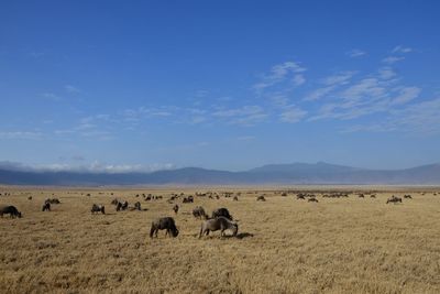 Flock of sheep on field against blue sky