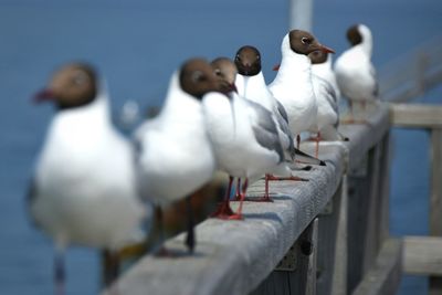 Seagull perching on railing