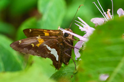 Close-up of insect on plant