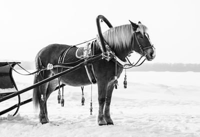 Horse standing on snow covered landscape