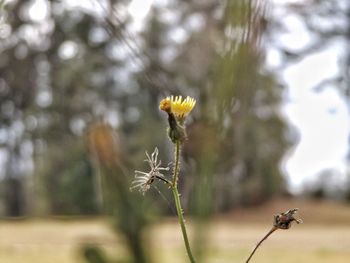 Close-up of insect on flower
