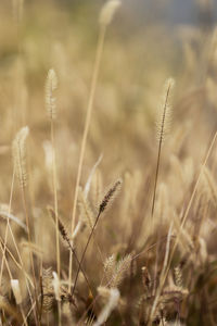 Close-up of stalks in field