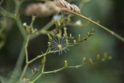 Close-up of dandelion on plant